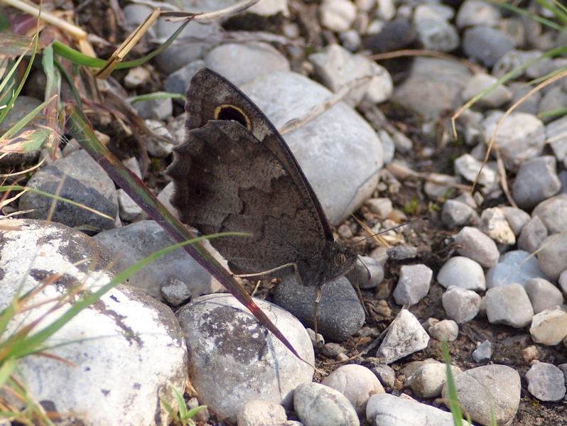 Nymphalidae - Hipparchia (Neohipparchia) statilinus